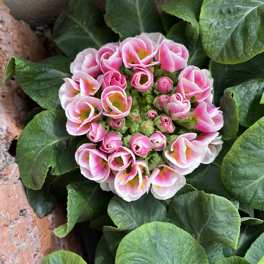 云南香水玫瑰报春花盆栽花期长（5度一下拍保温棉否则冻坏不售后）