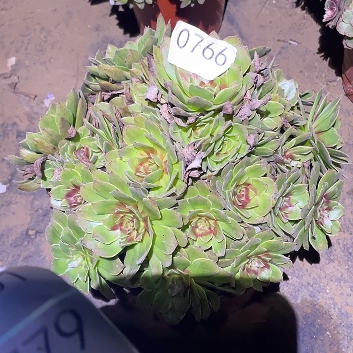 雨*多肉植物断枝不包766红丝绒
