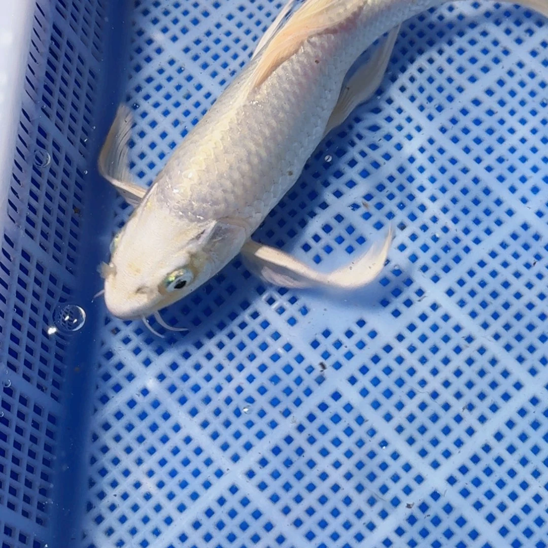 锦鲤精品锦鲤包邮包损