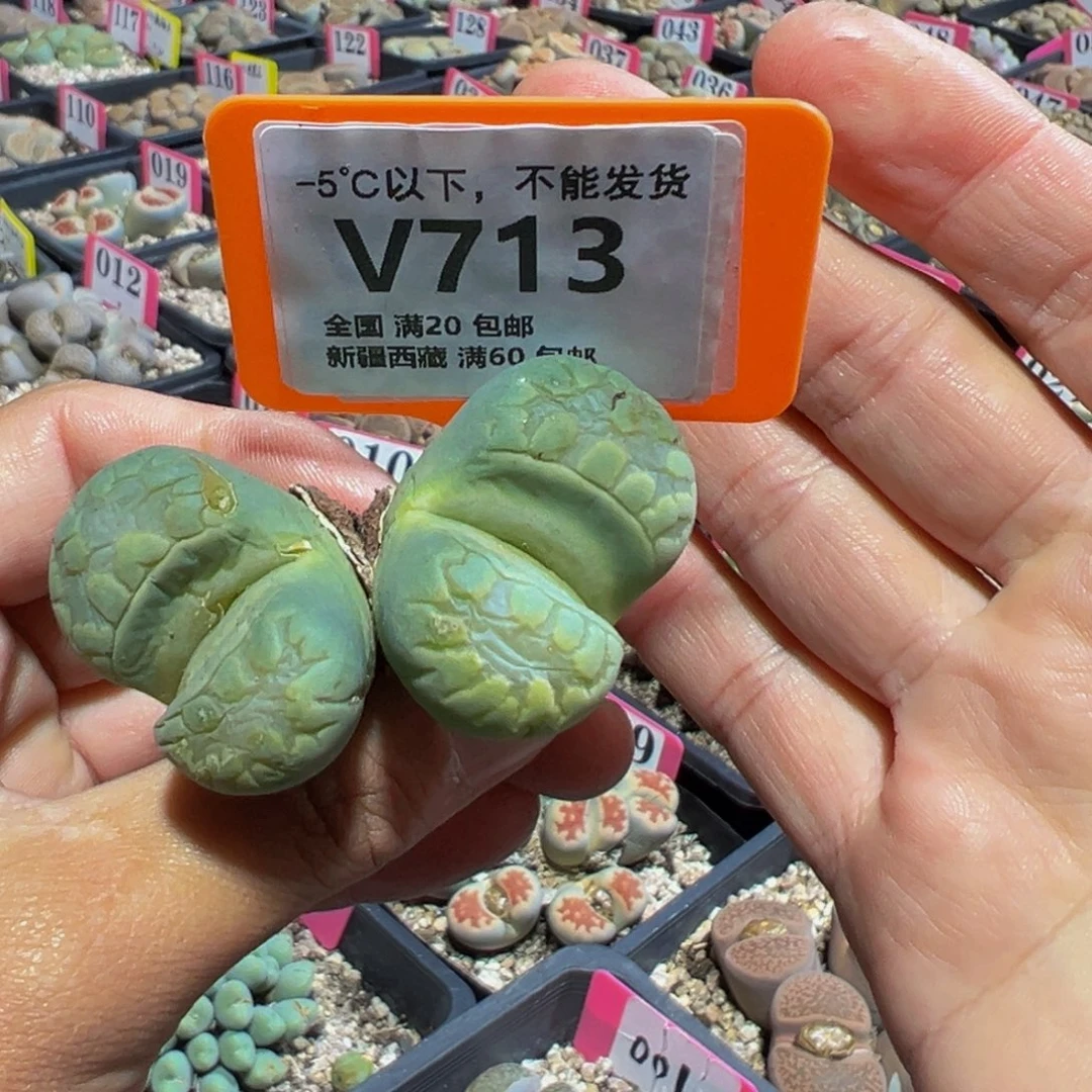 713 一物一拍，默认有伤，介意勿拍，不退不换