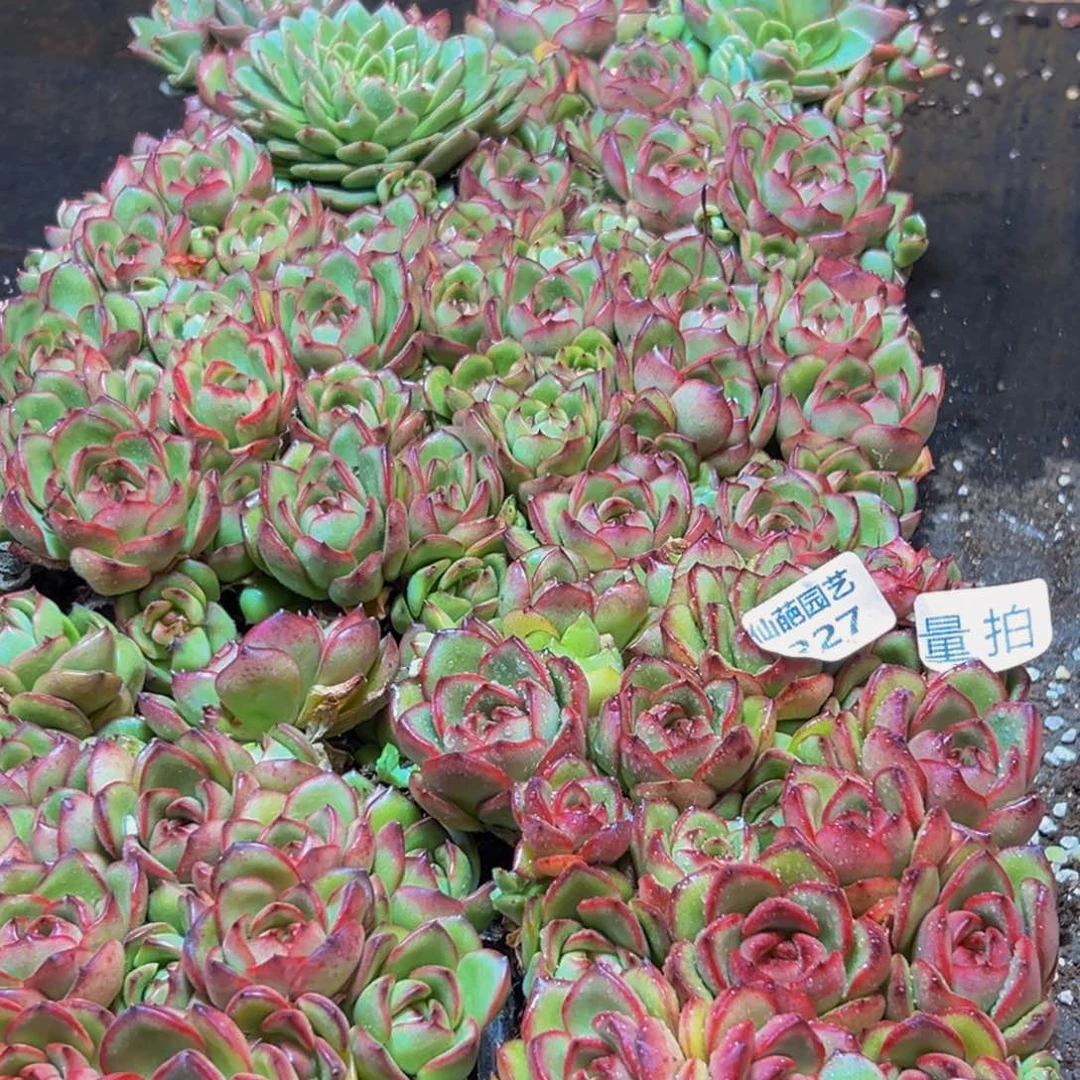 227多肉的量拍一盒多肉