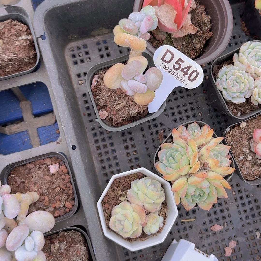 D540油煎丸子一物一拍