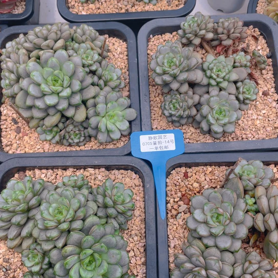 0705-14-老桩大群葡萄一颗