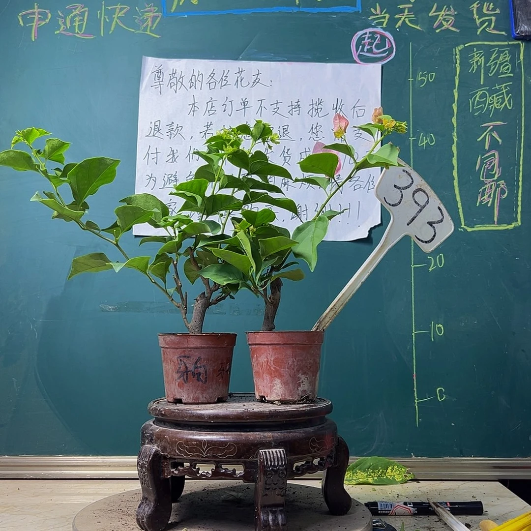 当前无花栽培后可以开花绿叶丽人掌中宝 牙买加白掌中宝393