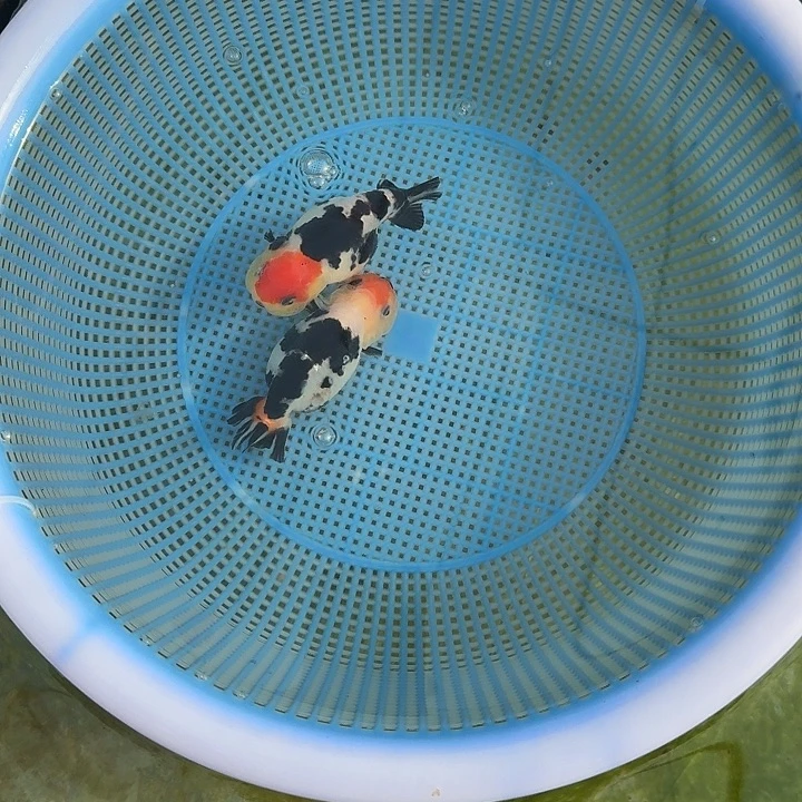 『***…海水鱼良仔一对红头花寿