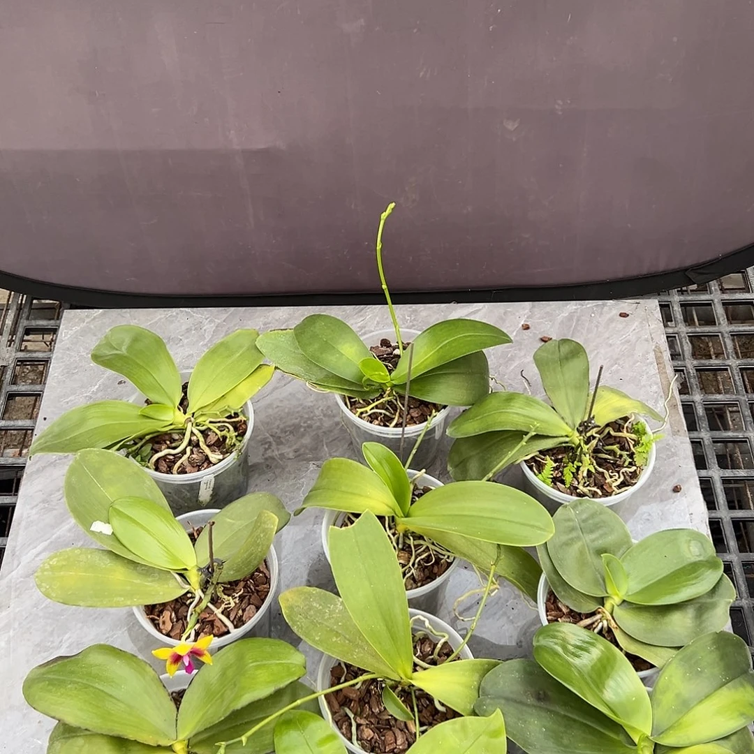 完全开放4.5寸随机发默认拯救苗不售后