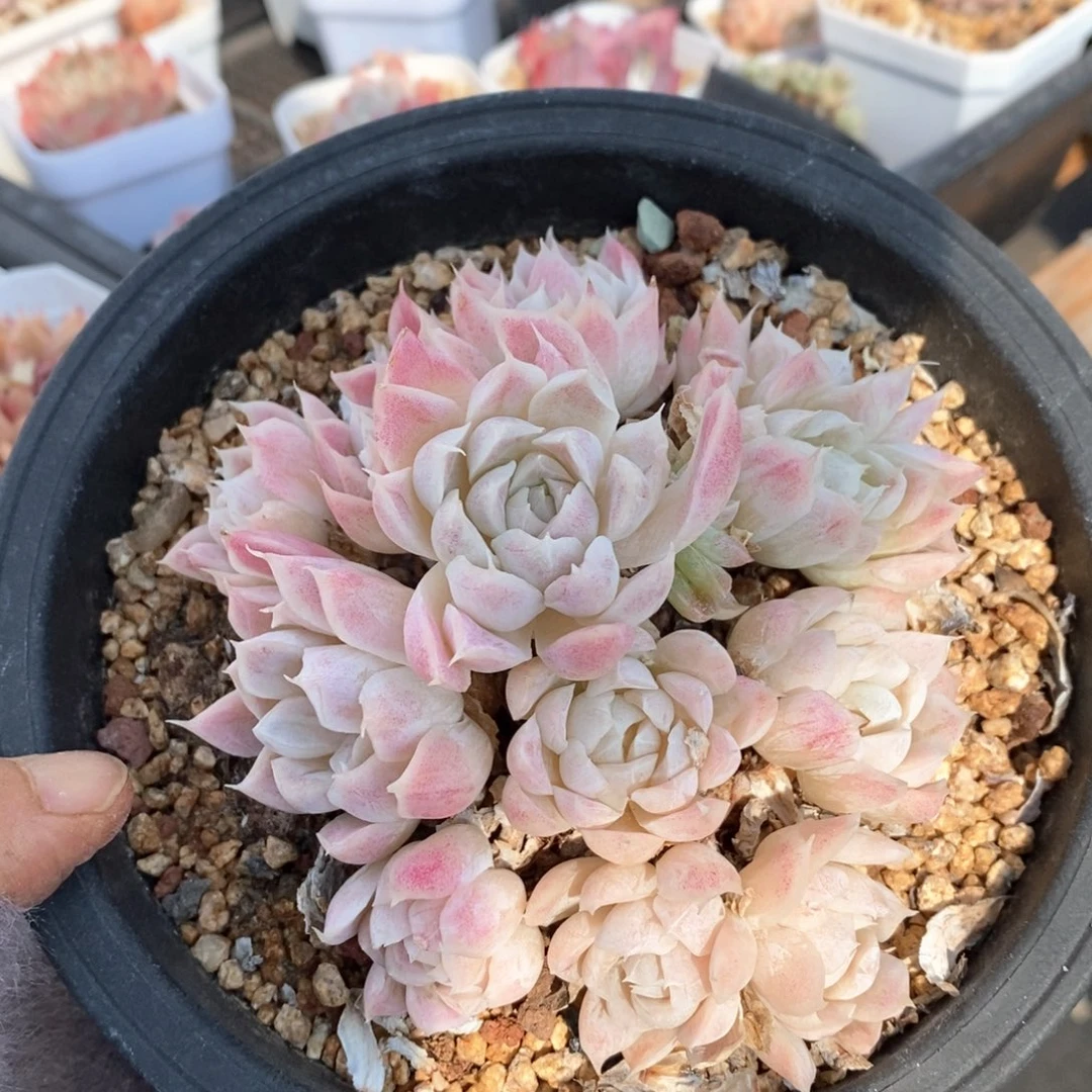 精品多肉一物一拍143