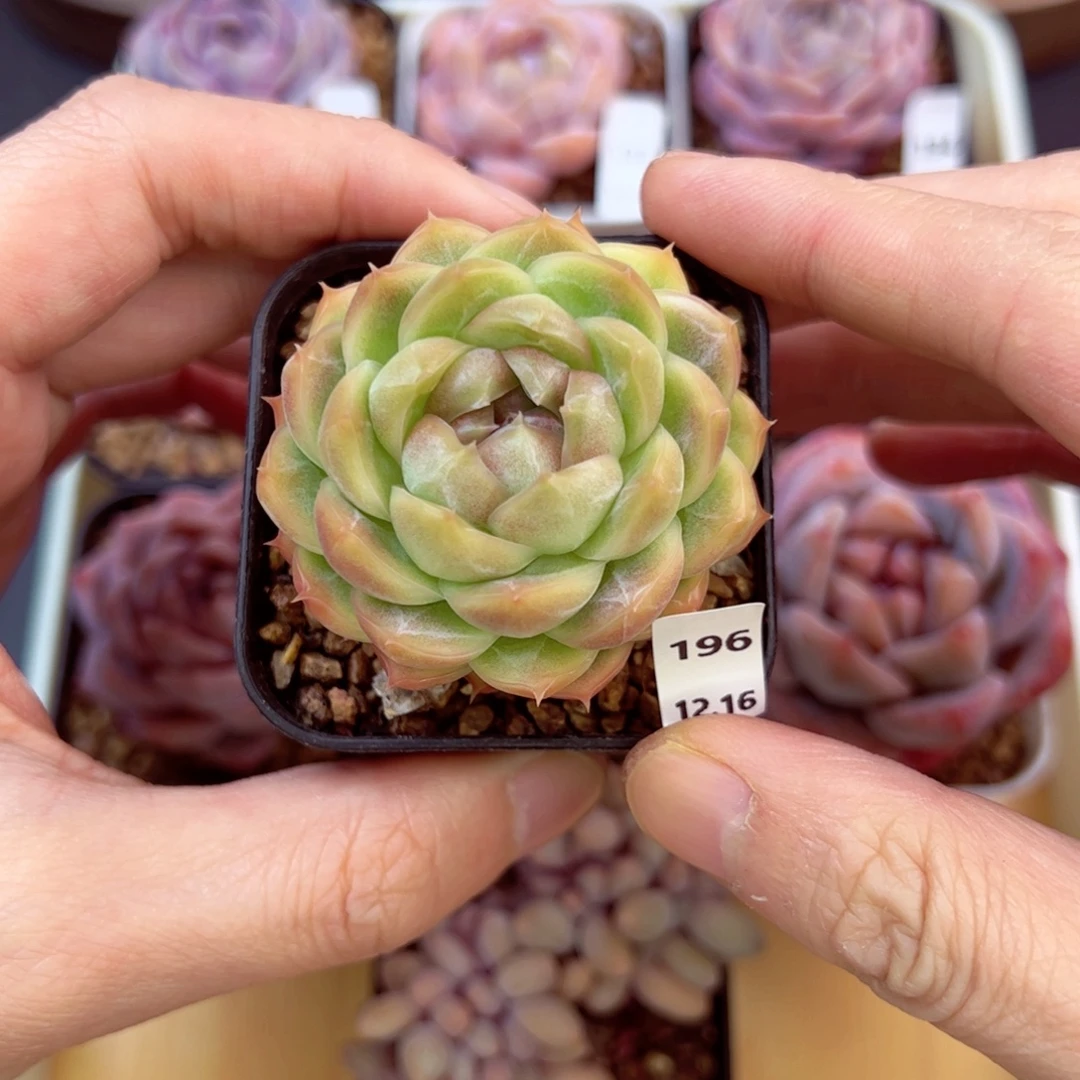 好好看196、哈哈哈哈