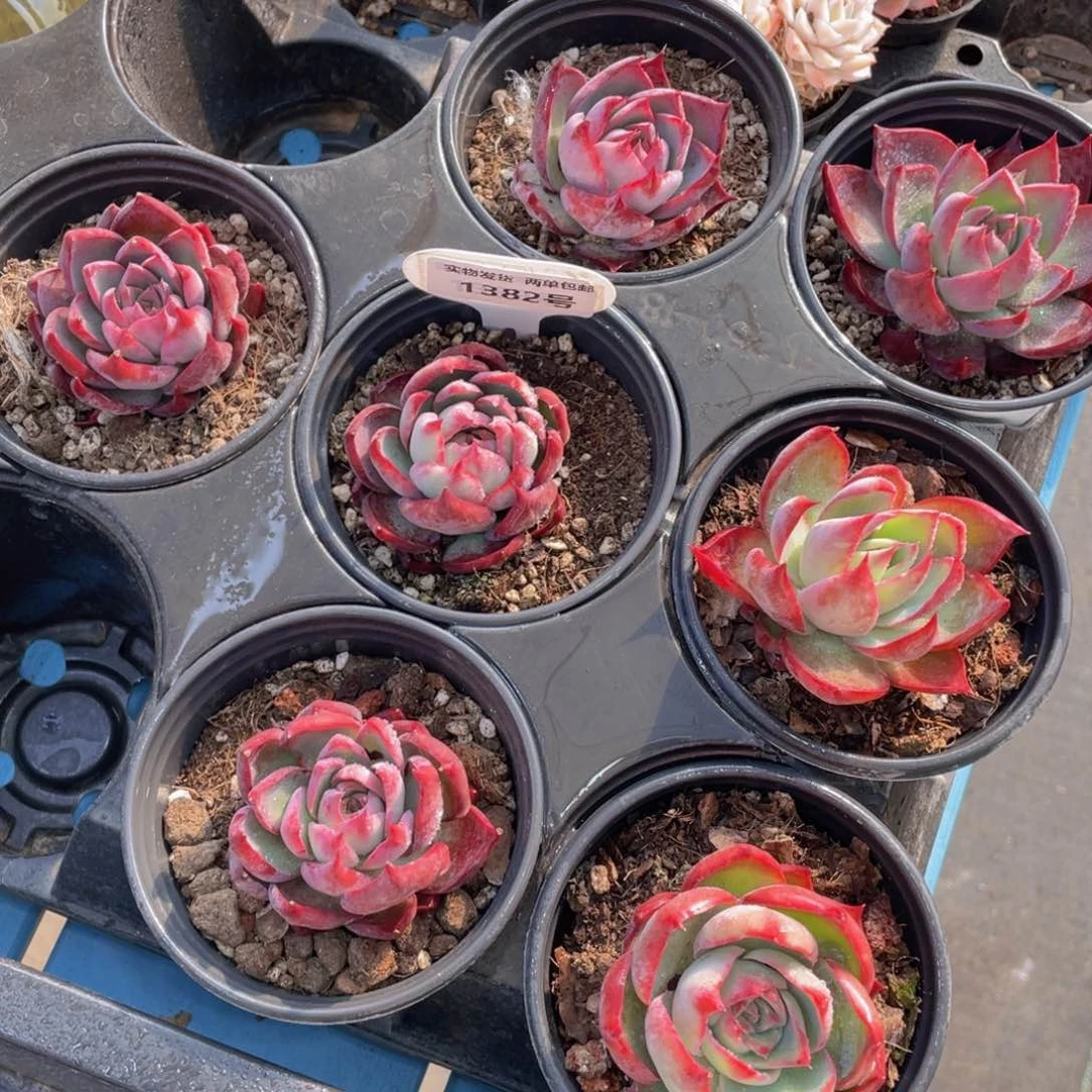 1382号 惊鸿仙子单头一个