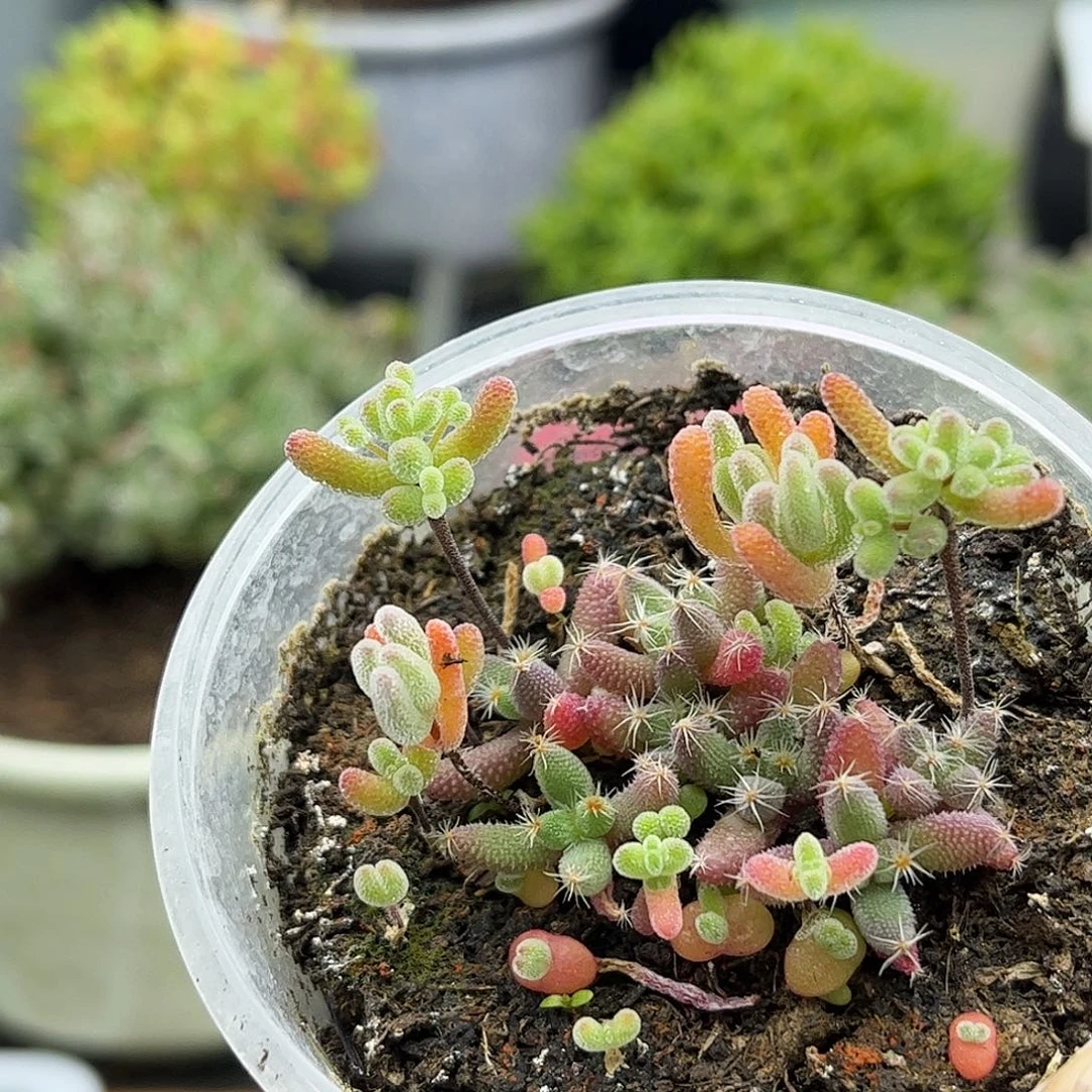 切糕枝干番杏优选