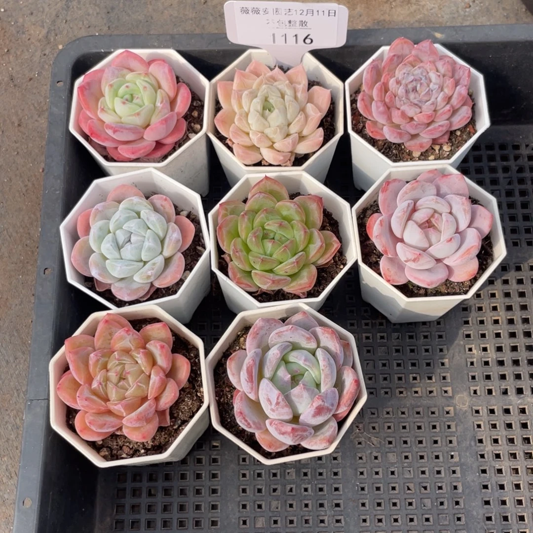 不包整散 盆子不售后1116