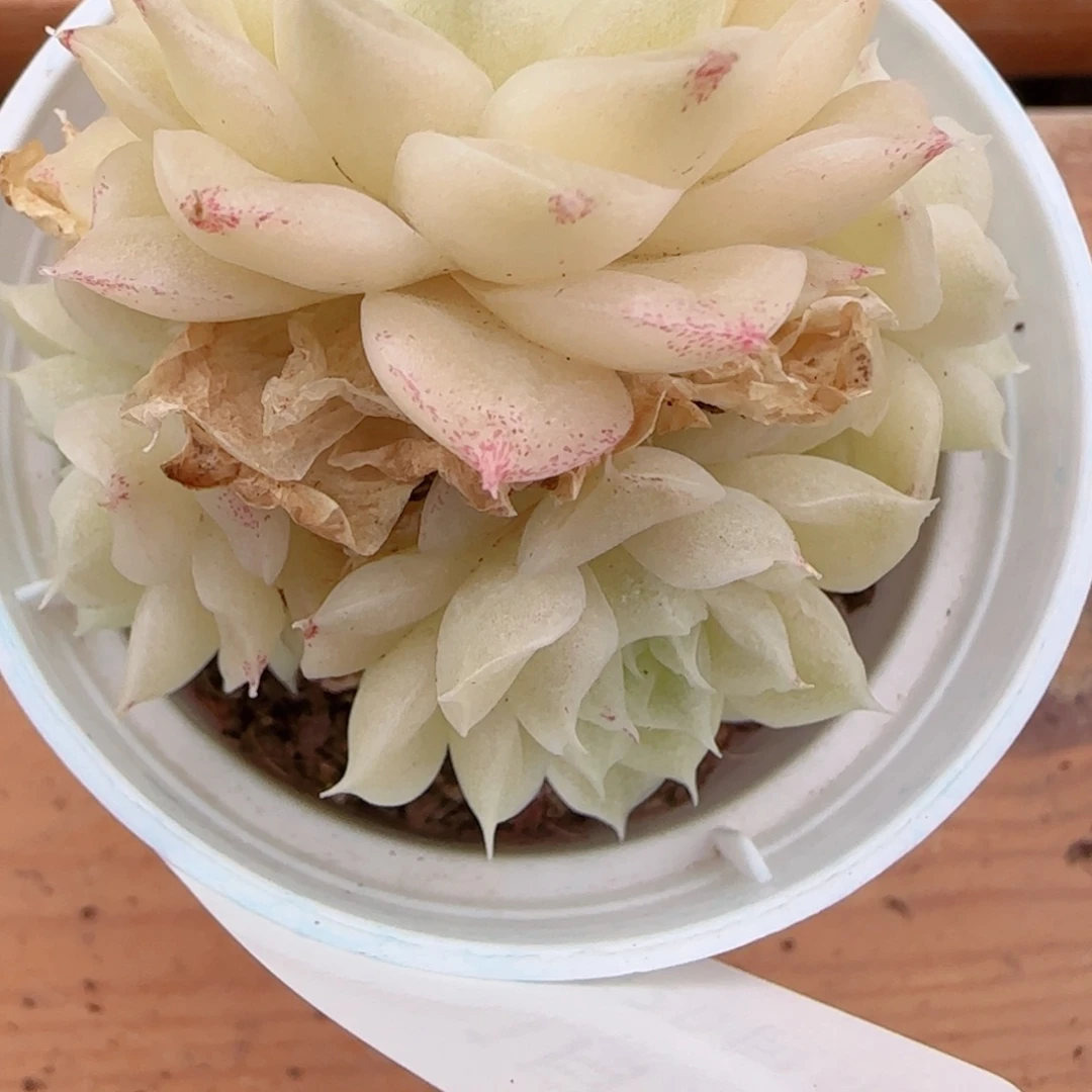 沐****花语多肉0103-174散