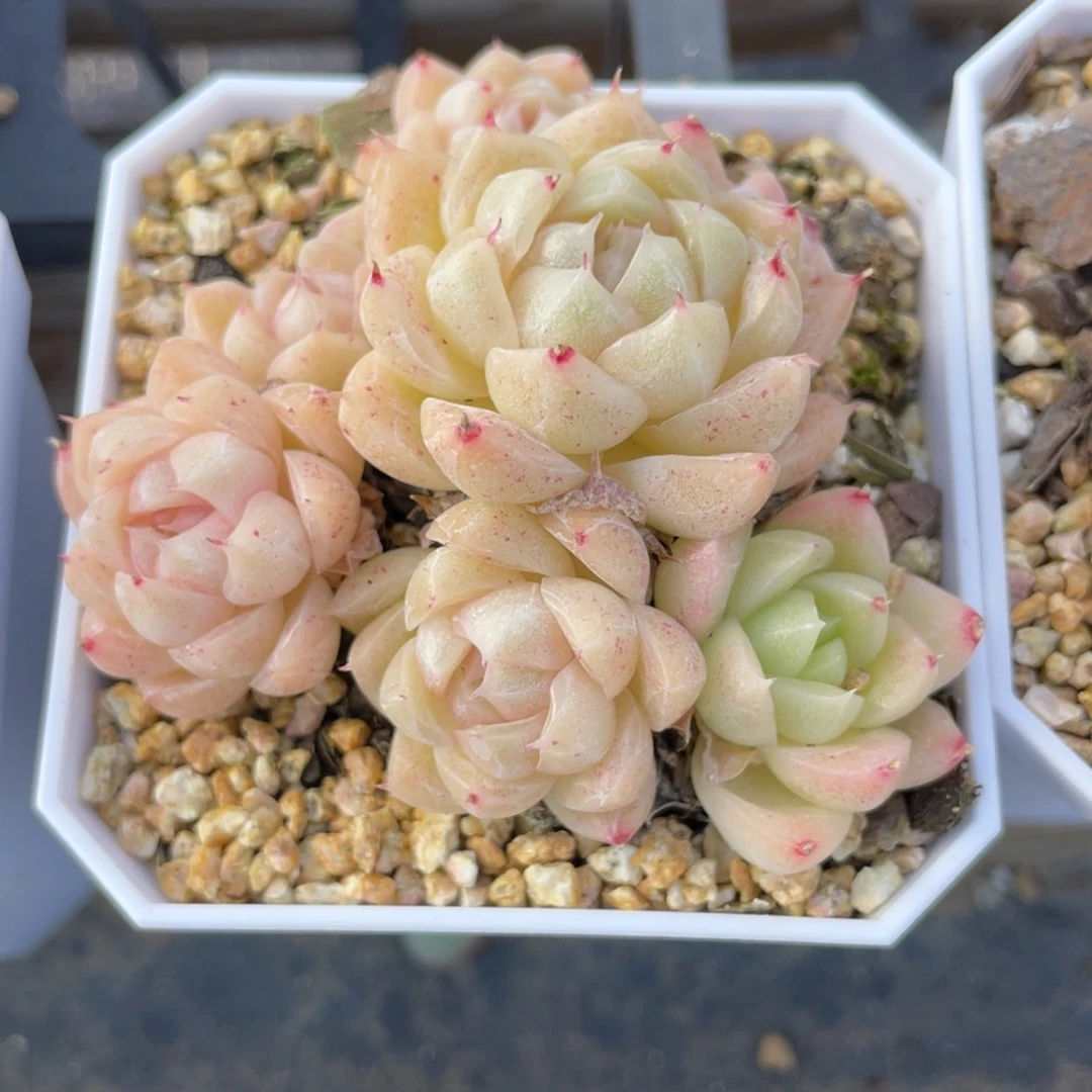 优选麦杆多肉福利2886