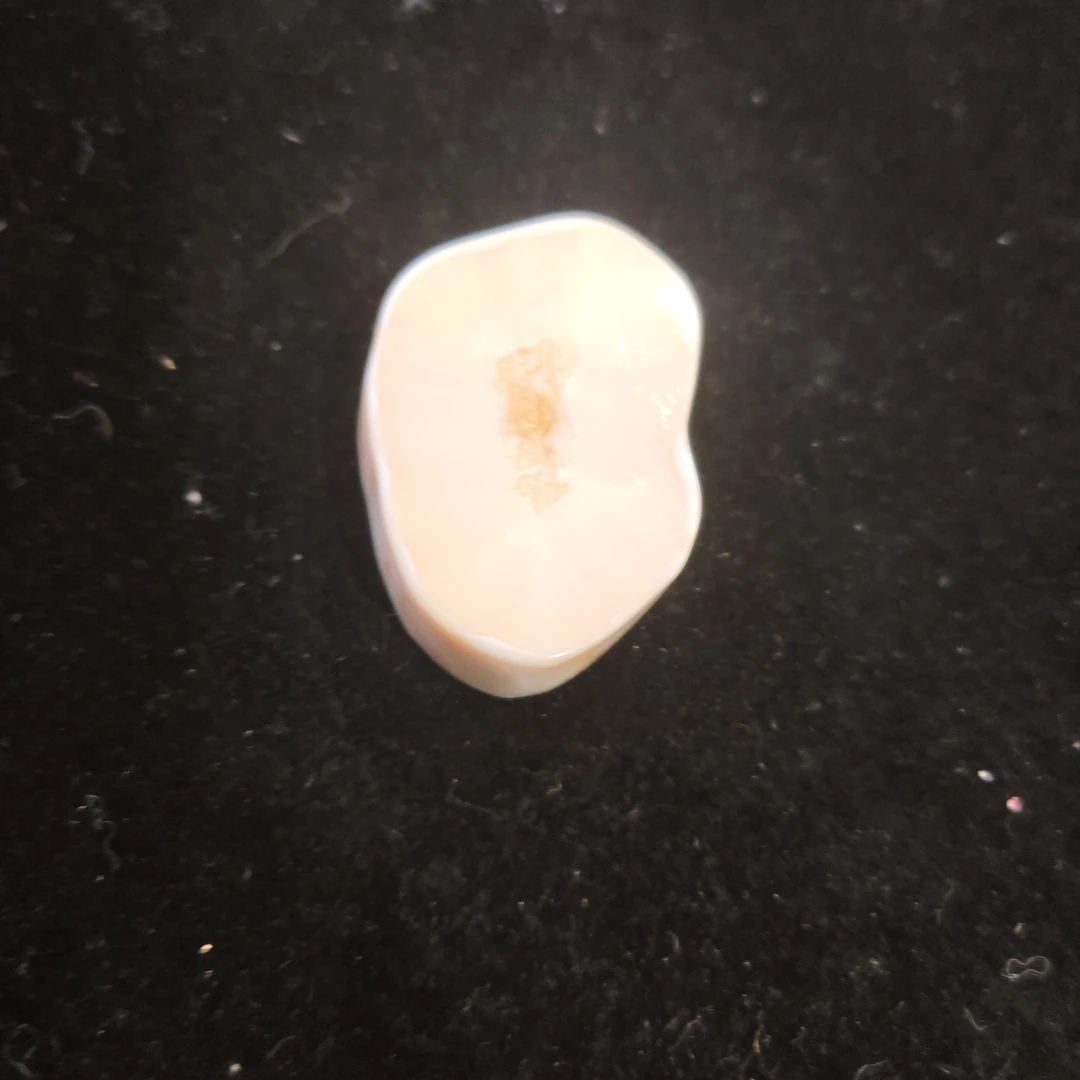 猛犸猛犸虬尖子WW795