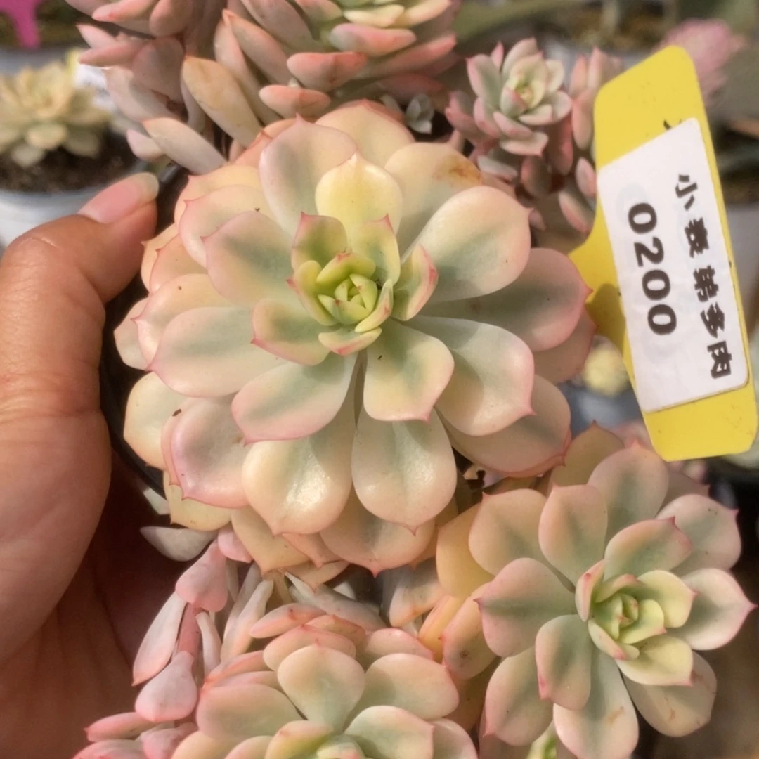 200红化妆锦锦锦锦锦