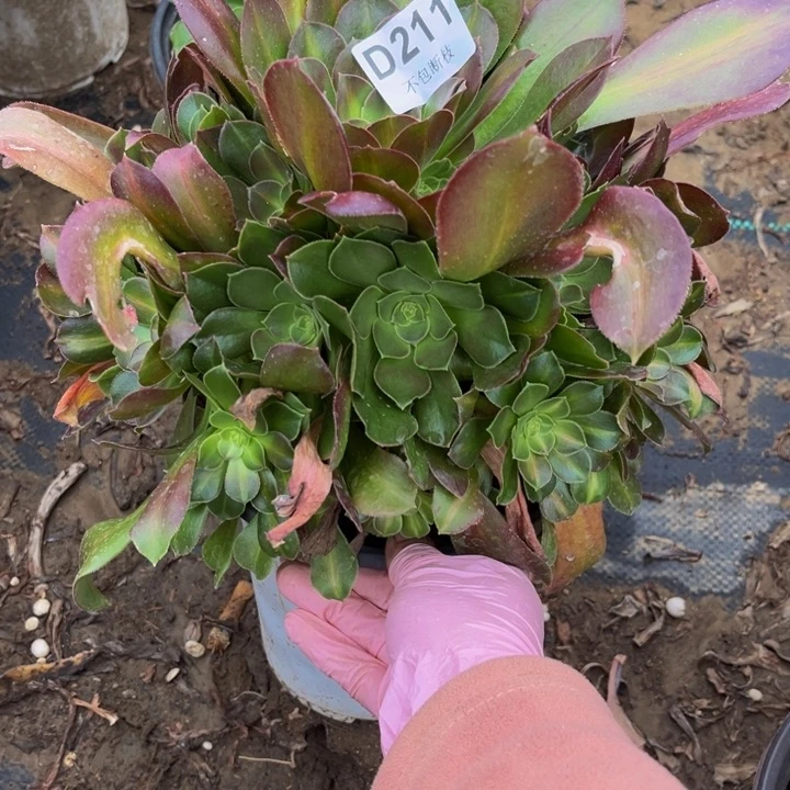 211女巫中班多肉法师不包断枝