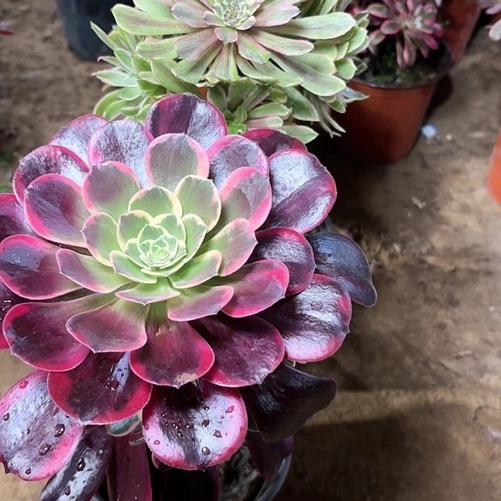 离****儿多肉植物法师2颗64