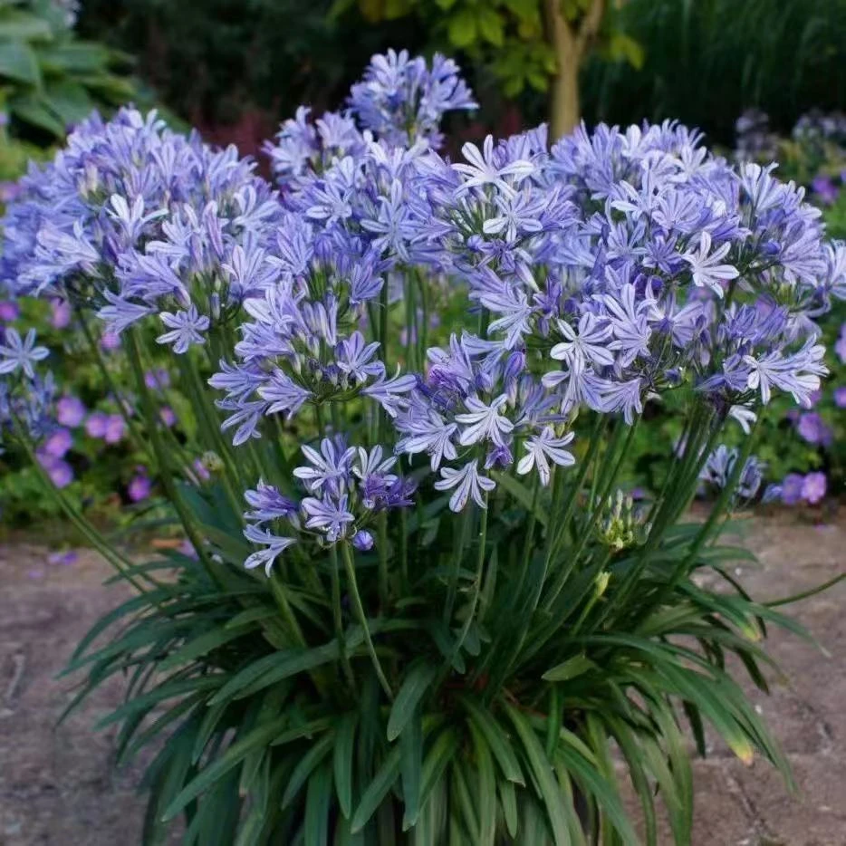 百子莲花苗多年生四季种植易成活阳台庭院盆栽地栽耐热耐寒蓝花卉