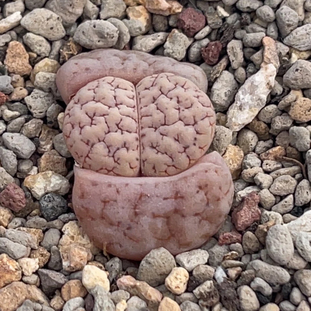 8966粉皮红纹189一颗