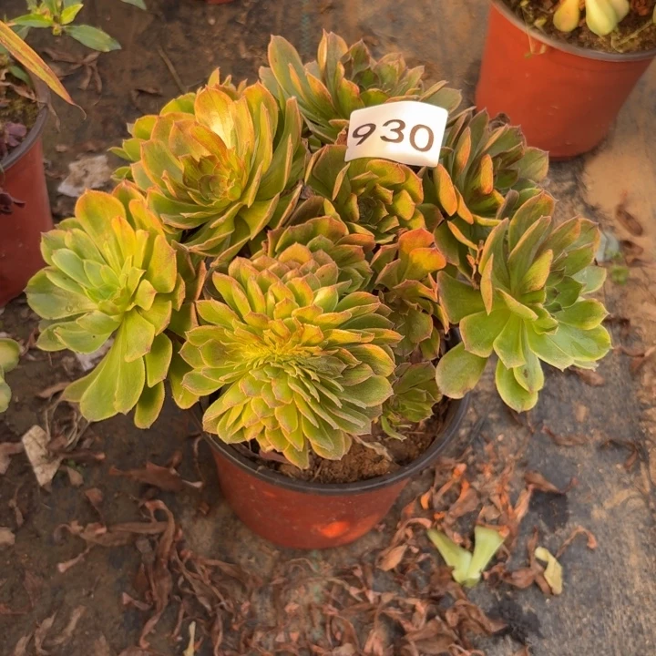 斑斓带缀多肉植物不包损930小棵