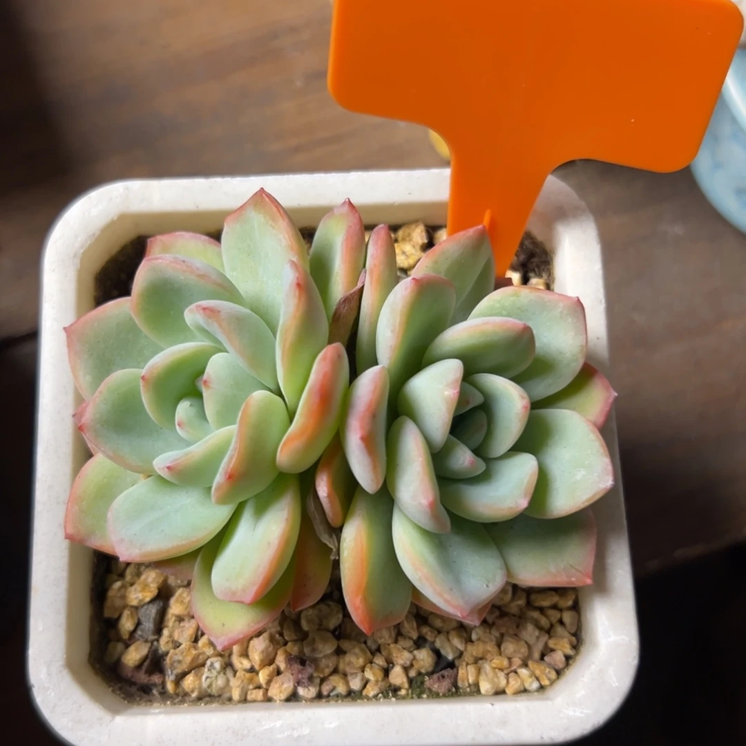 泡芙特价11111111111