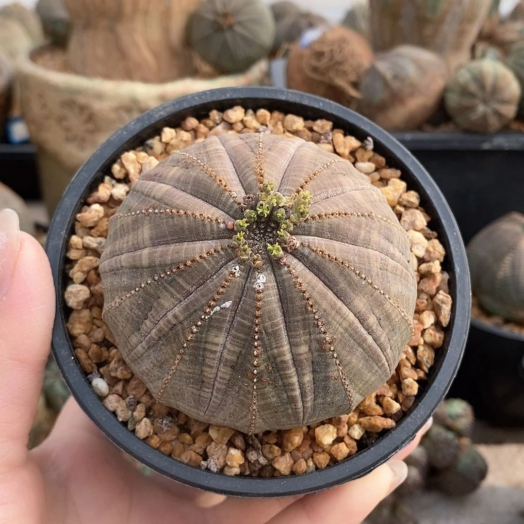 欧系实生布纹球多肉植物