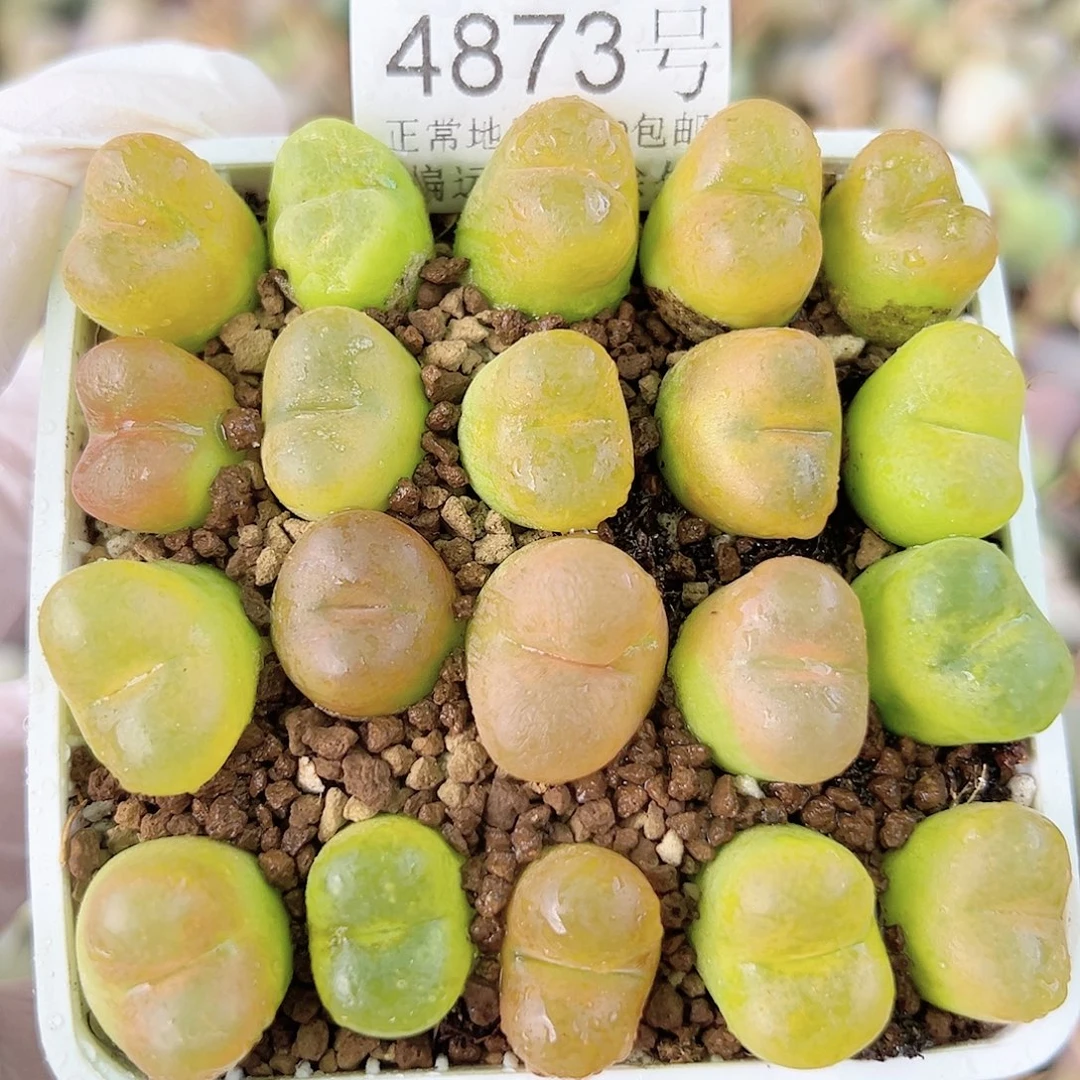 4873五年彩毛20个1-1.5cm脱土发