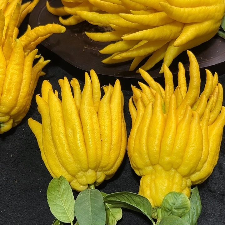 贾***晨完全开放九九九九佛手