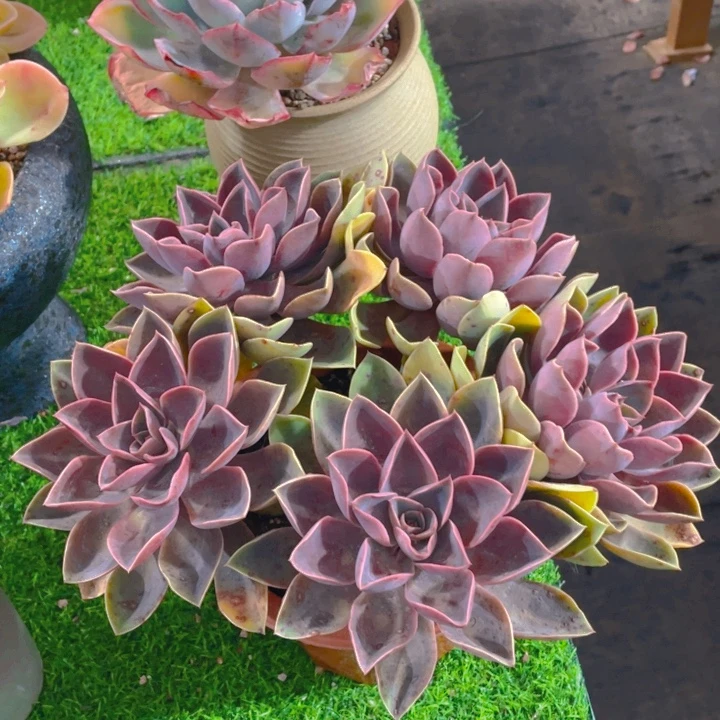 谢谢你的支持0000038