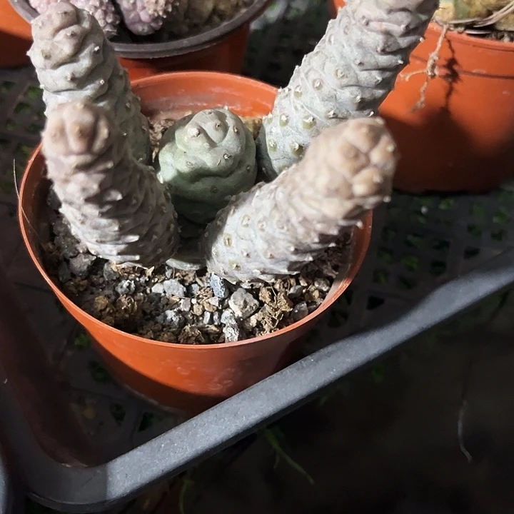 松笠团扇zzzzzzzz