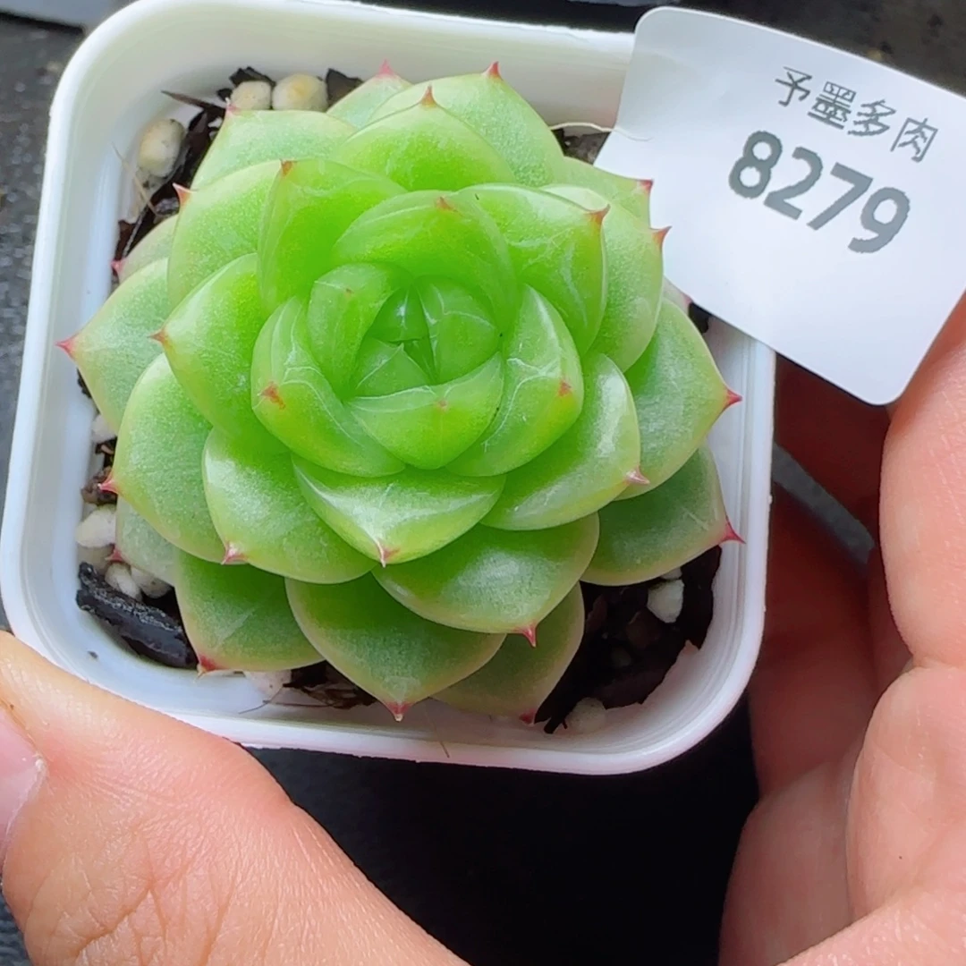 杜若珍妮，8279多肉植物