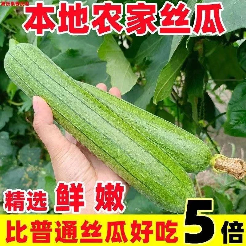 农家自种本地油丝瓜新鲜蔬菜笨丝瓜自然成熟时令蔬菜大人小孩都爱