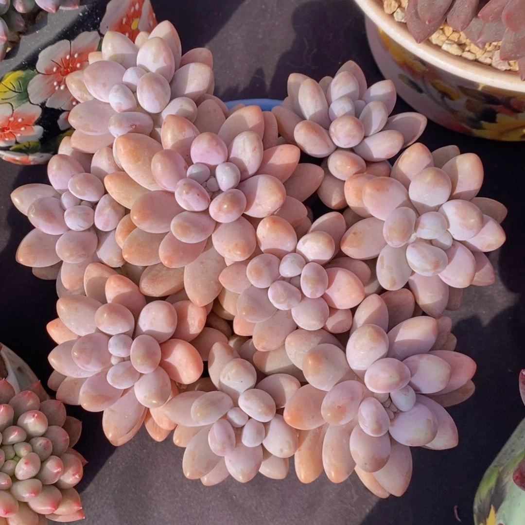 粉恋 一物一拍 多肉