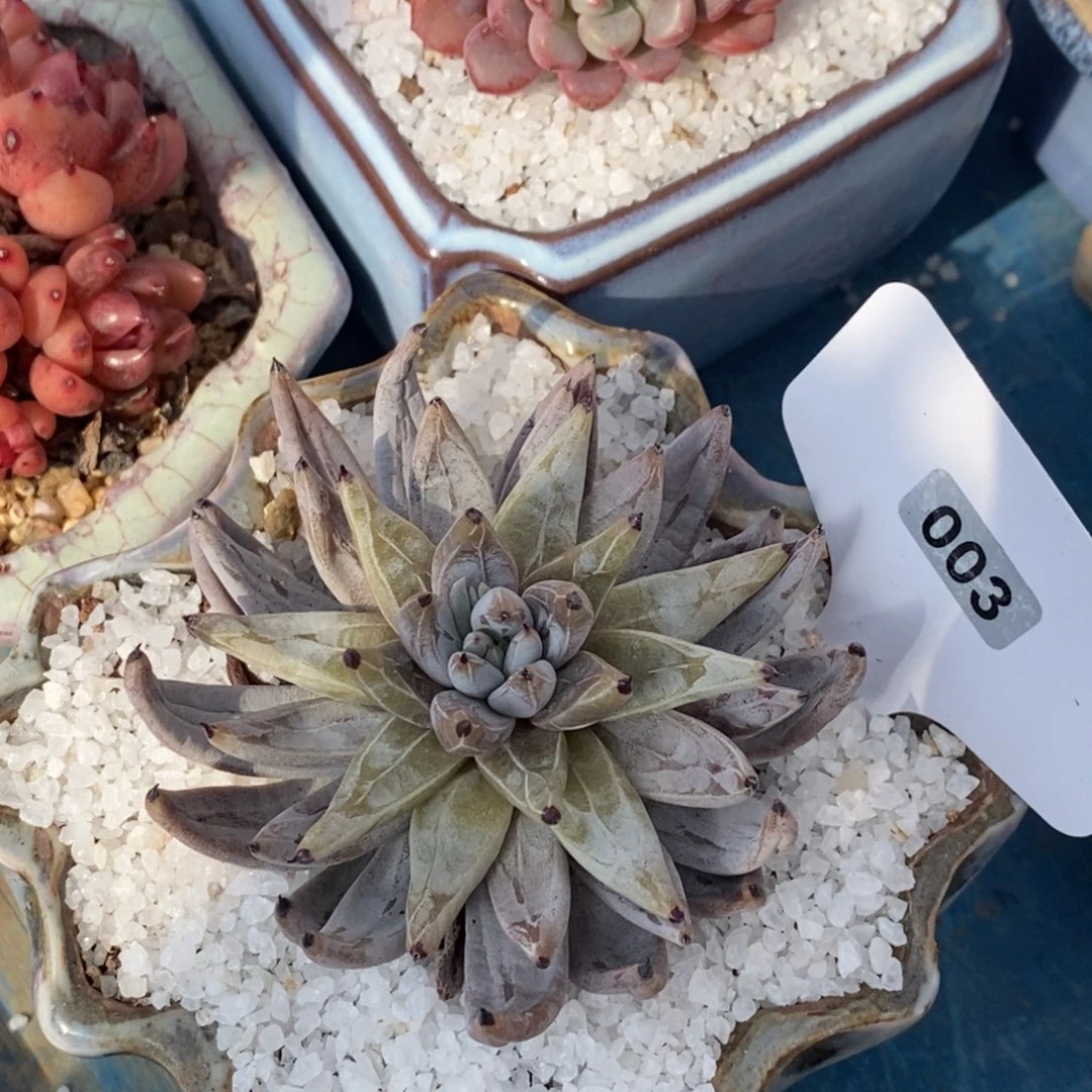 读*多肉植物盆栽多肉