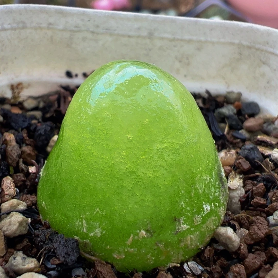 61多肉植物百科灯泡