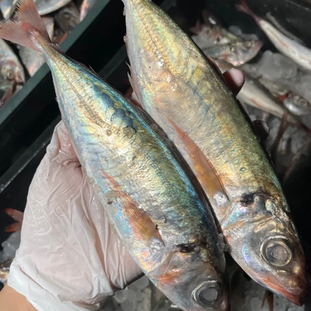 广东野生照灯红尾池鱼，红尾巴浪鱼