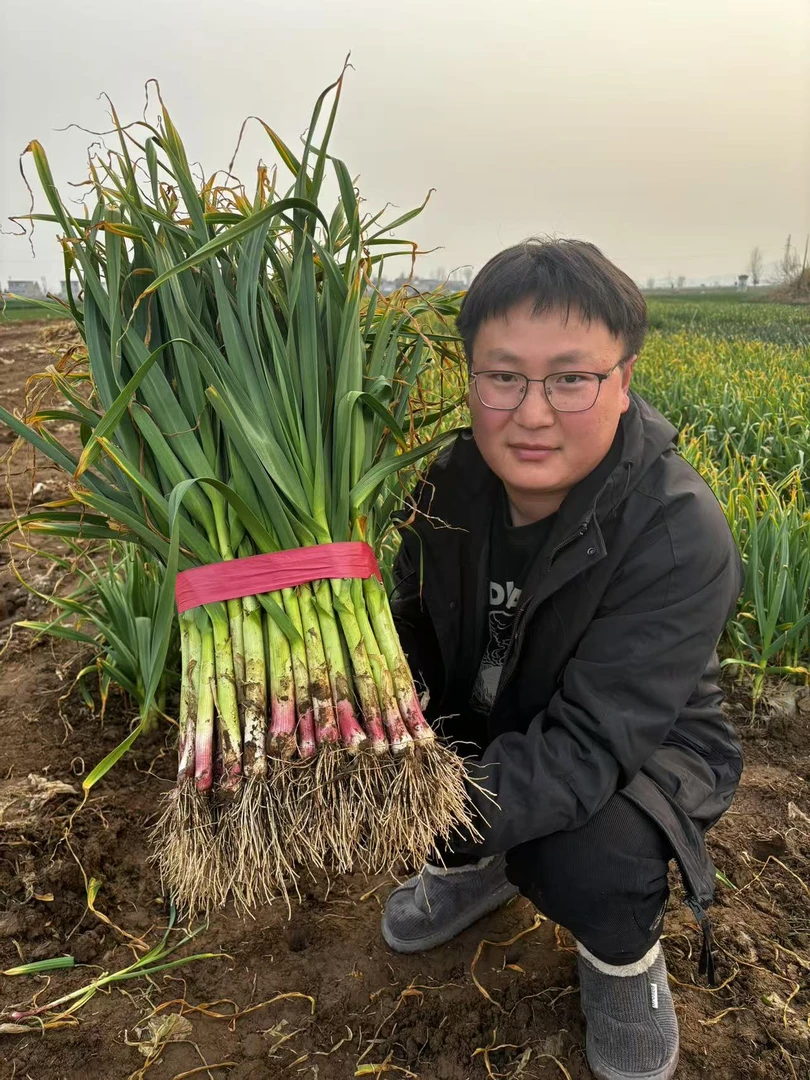 河南露天红根蒜苗（现挖现发）