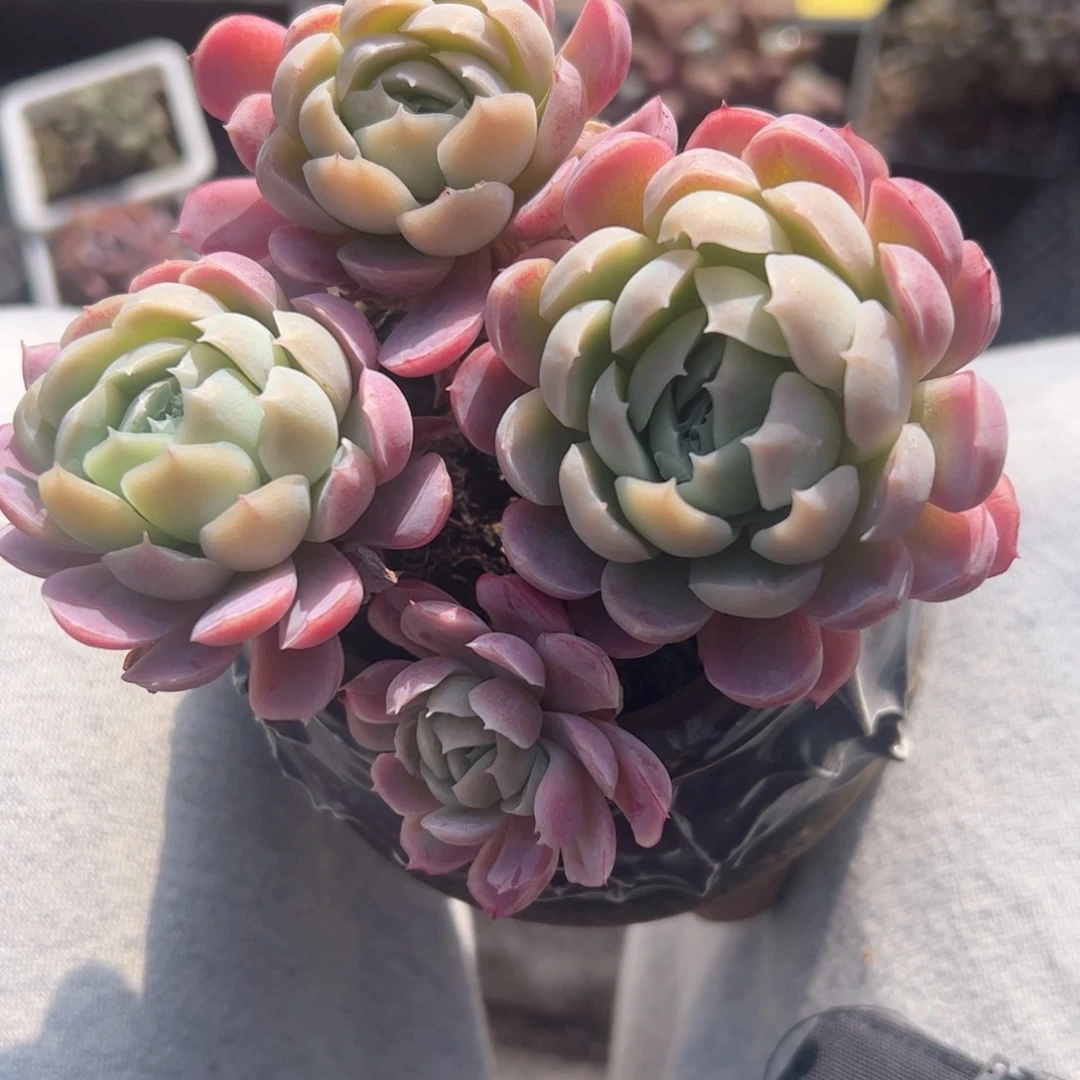 多的植物多的植物精华