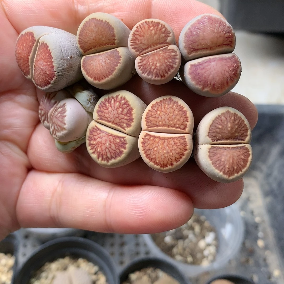 H116多肉植物保护研究所