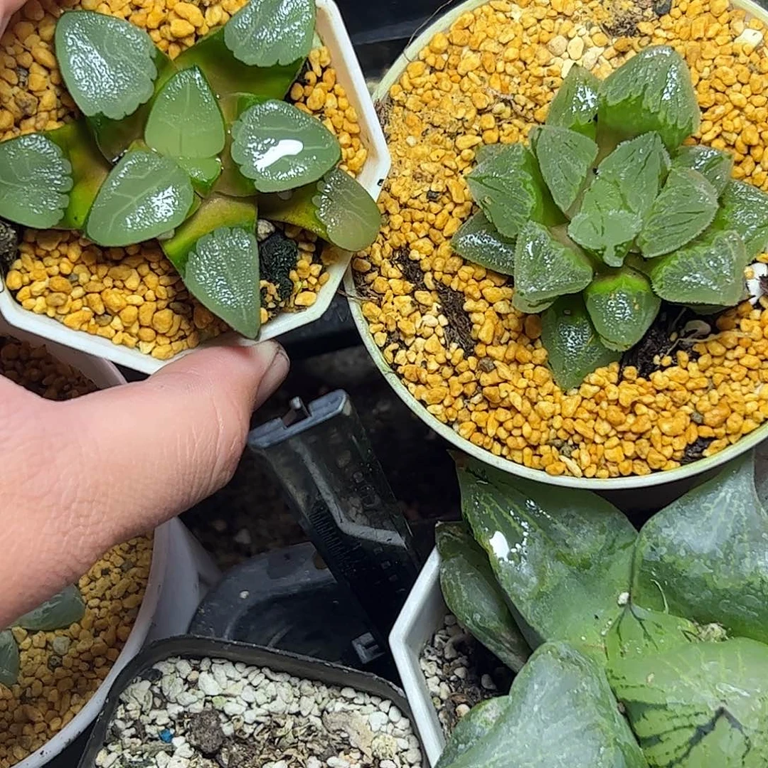 散***落实生超值十二卷十二