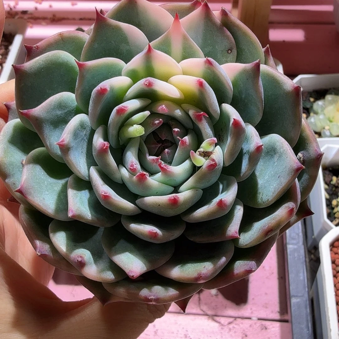 吉娃娃锦，多肉植物