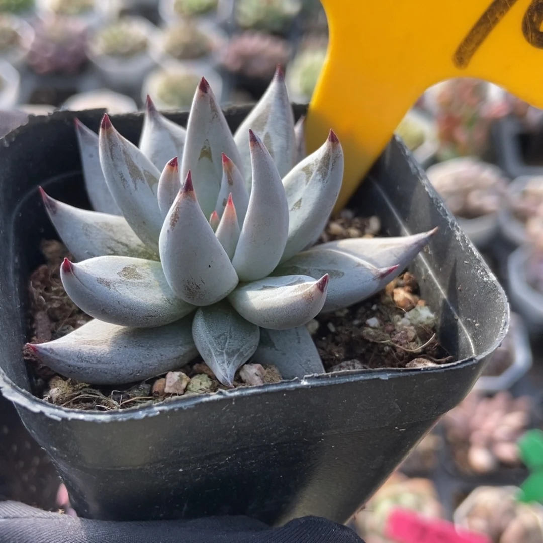 2090魔爪多肉植物