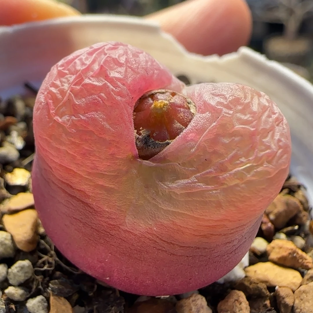 毛汗尼多肉植物百科