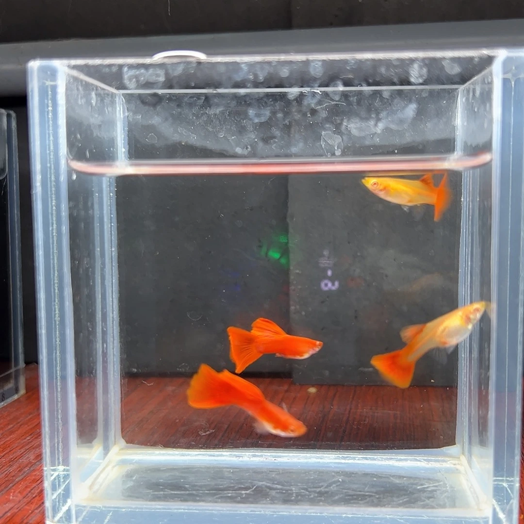 孔雀鱼全红大背两对