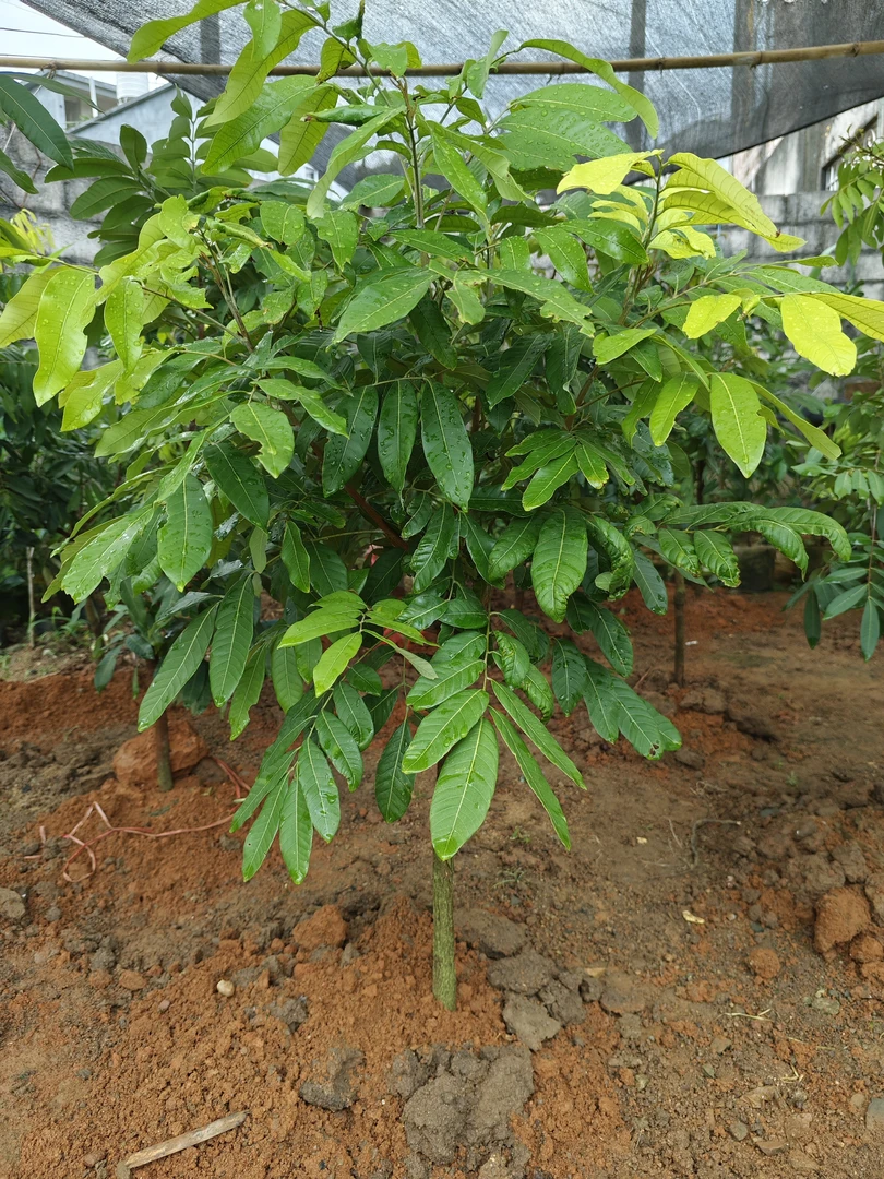 龙眼正品嫁接树苗原土原杯