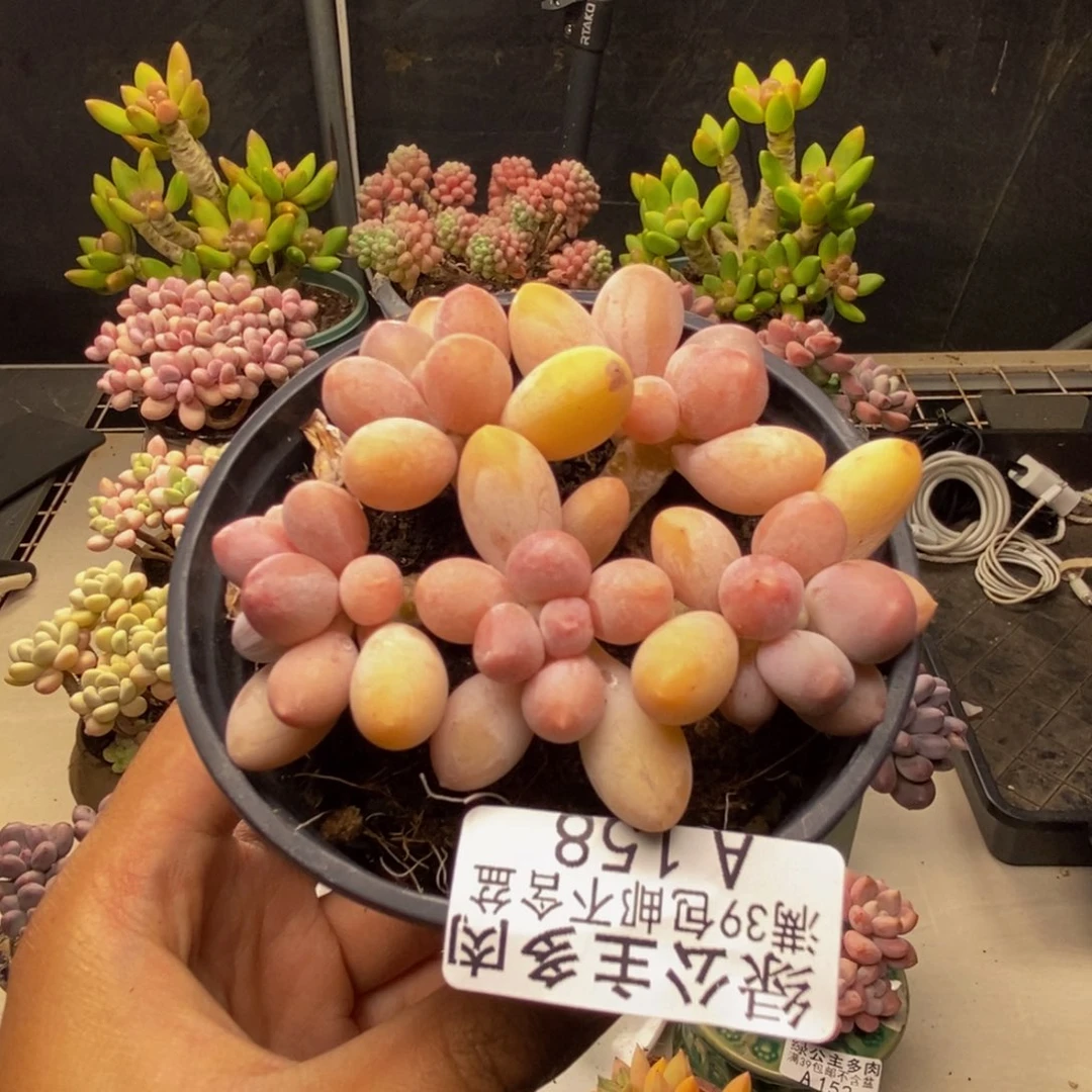 158香水手指奶多肉7c m