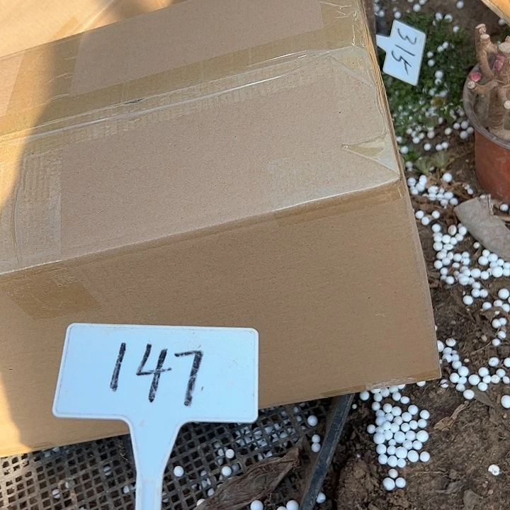 多肉植物法师不售后