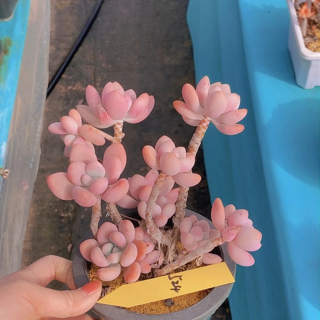 524多肉植物老桩