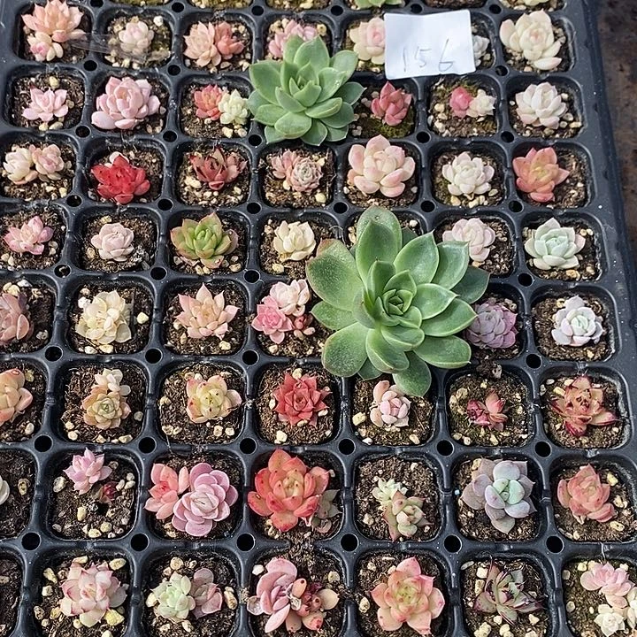 156 多肉植物盆栽花卉