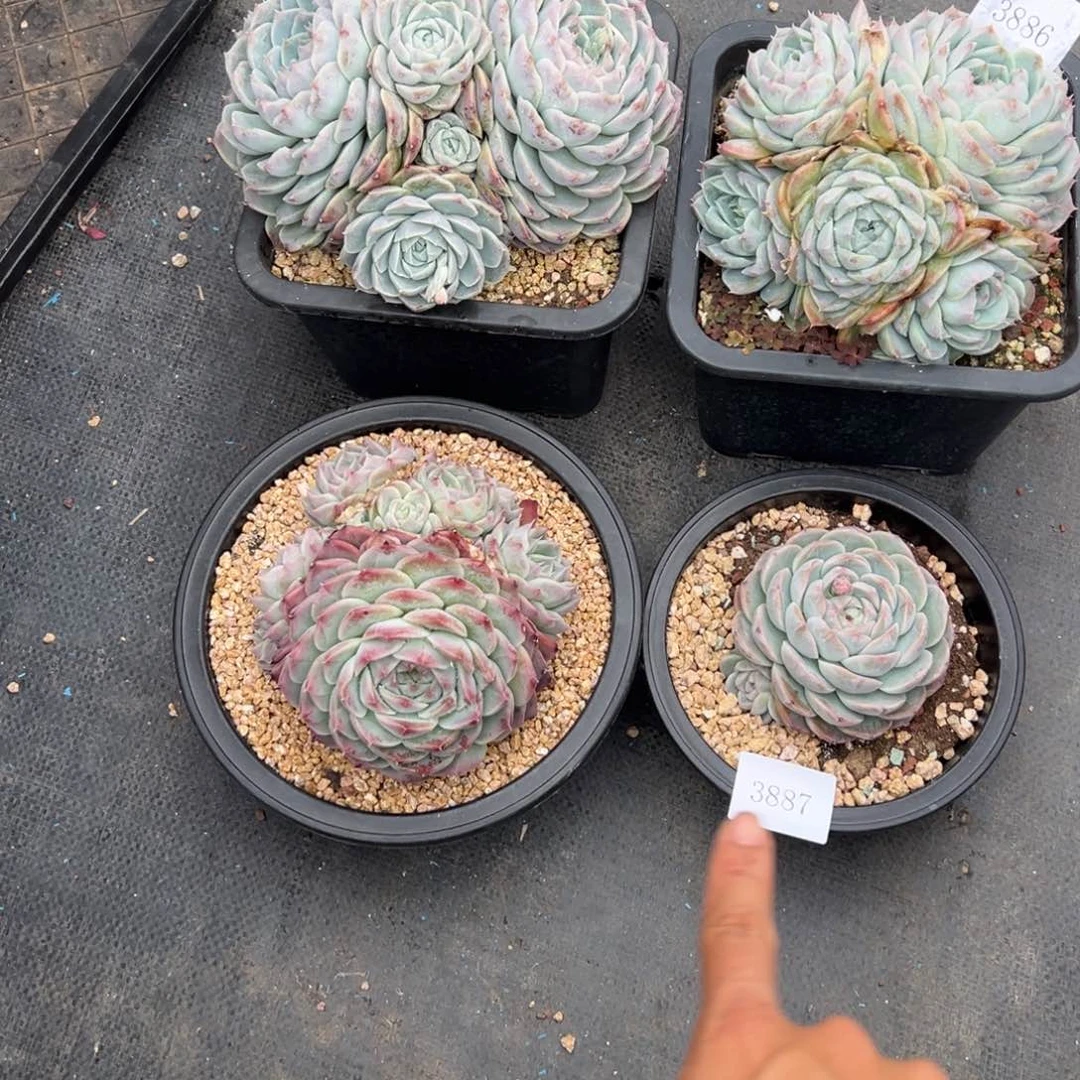 刚****坑3886多肉多多的的的的